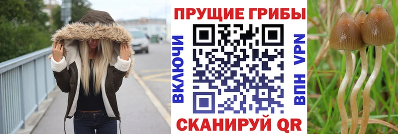 Купить  Хадыженск  Псилоцибиновые грибы Psilocybe 